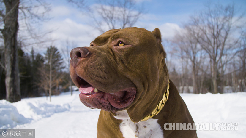 世界最大斗牛犬搬新家 待遇豪華狗舍價值16.5萬元