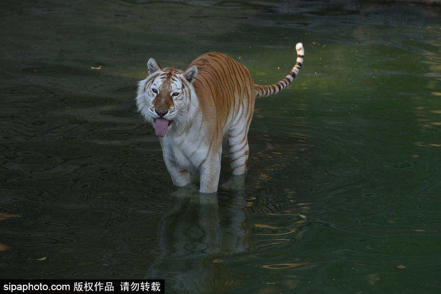 天氣熱得老虎也坐不住了！西班牙馬德里動物園猛虎水中避暑