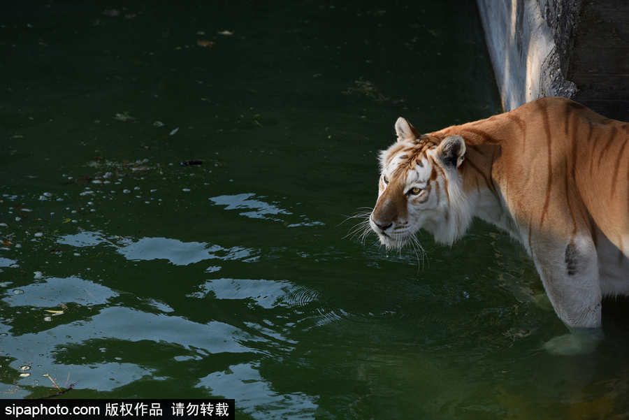 天氣熱得老虎也坐不住了！西班牙馬德里動物園猛虎水中避暑