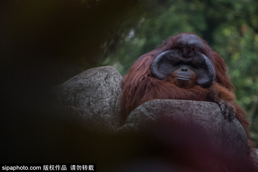 呆萌滑稽 印尼雅加達(dá)紅毛猩猩傻傻惹人愛(ài)！