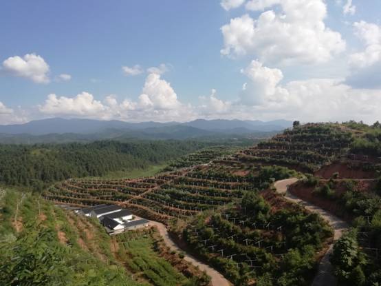 【脫貧攻堅在行動】江西井岡山:農民變股東,合作經營模式拓寬農民收入渠道