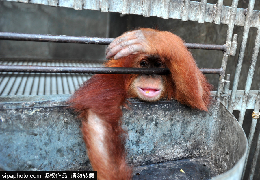 嚇死寶寶了！印尼一猩猩幼崽被解救緊抱人不撒手