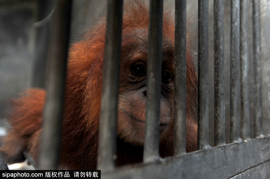 嚇死寶寶了！印尼一猩猩幼崽被解救緊抱人不撒手