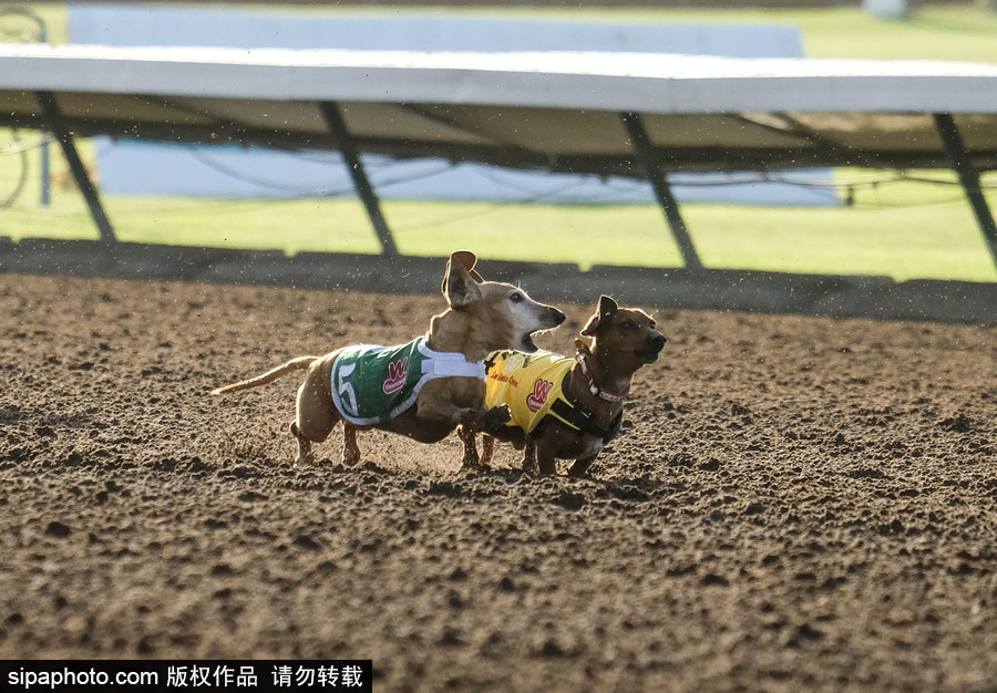 另類速度與激情！第23屆美國年度賽狗大會開幕