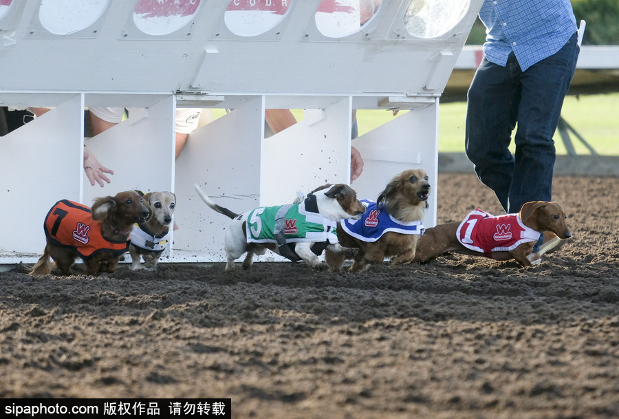 另類速度與激情！第23屆美國年度賽狗大會開幕