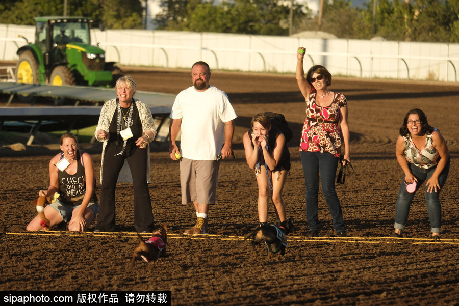 另類速度與激情！第23屆美國年度賽狗大會開幕