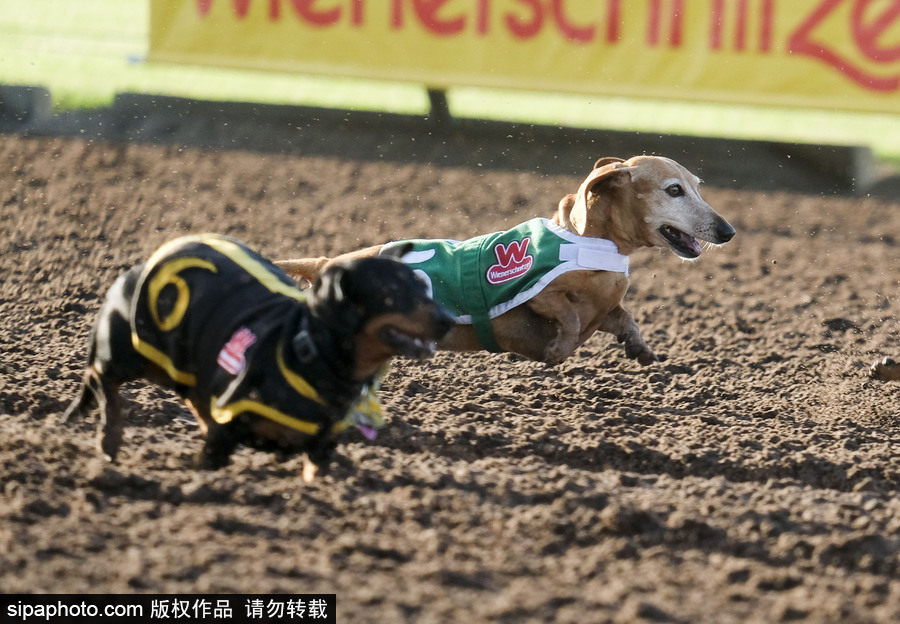 另類速度與激情！第23屆美國年度賽狗大會(huì)開幕