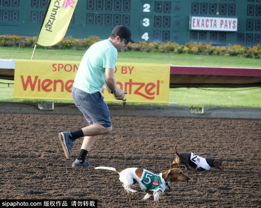另類速度與激情！第23屆美國年度賽狗大會開幕