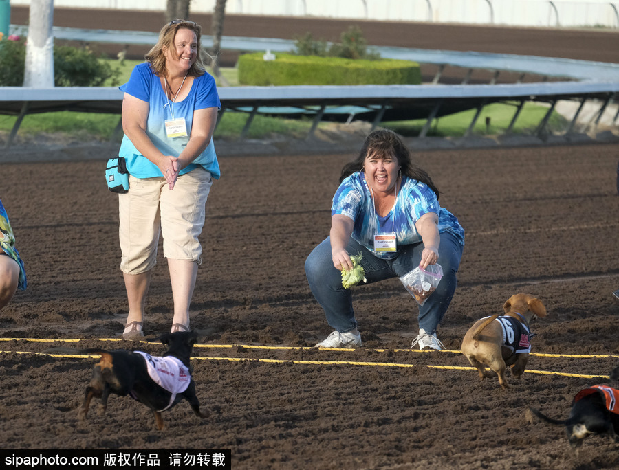 另類速度與激情！第23屆美國年度賽狗大會開幕