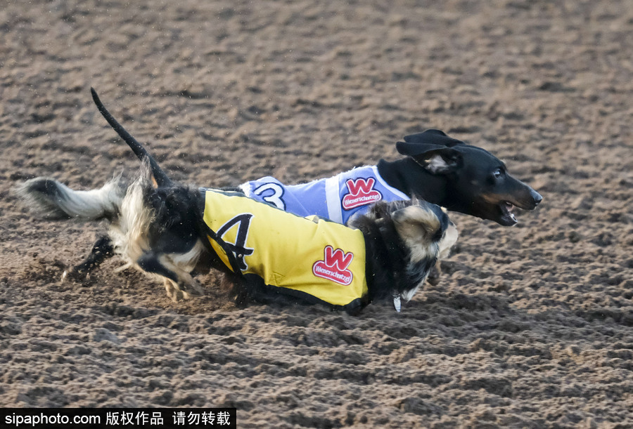 另類速度與激情！第23屆美國(guó)年度賽狗大會(huì)開(kāi)幕