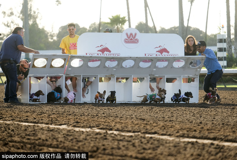 另類速度與激情！第23屆美國年度賽狗大會開幕