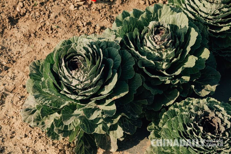 昔日苦甲地 今日“中國（西部）冷涼蔬菜之鄉”
