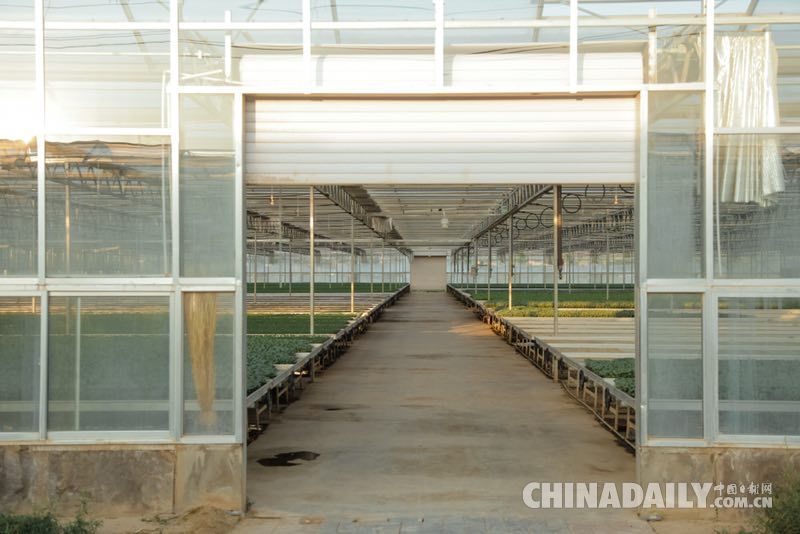 昔日苦甲地 今日“中國（西部）冷涼蔬菜之鄉”