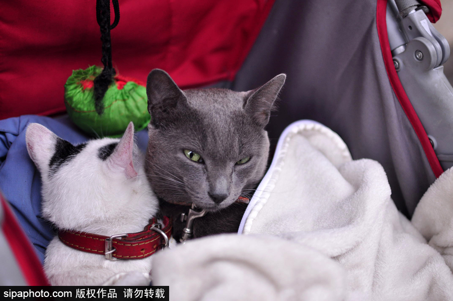 活的不如狗系列 圣保羅街頭寵物躺嬰兒車還蓋著小毯子