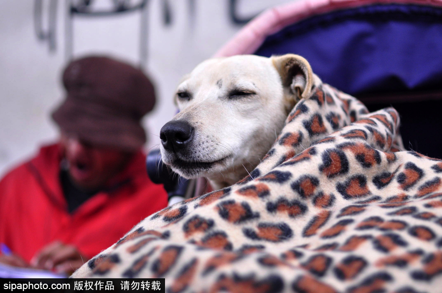 活的不如狗系列 圣保羅街頭寵物躺嬰兒車還蓋著小毯子