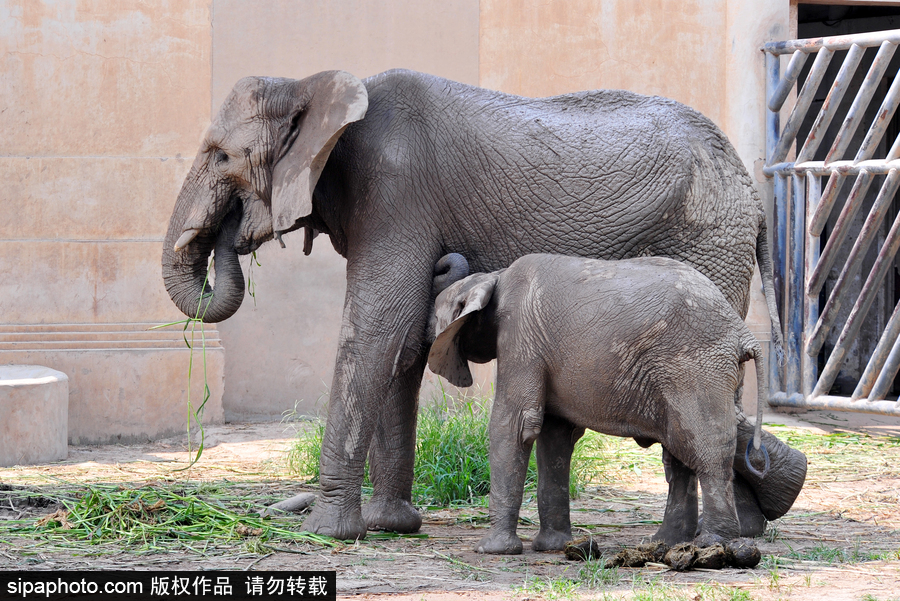 北京動物園開啟防暑模式 小動物們應對高溫有“奇招”