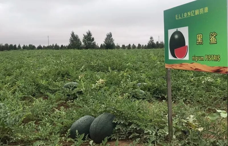 這片離北京最近的沙漠,有著三十年點沙成金的傳奇史