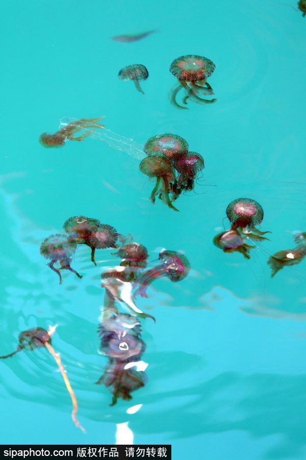 美麗的“藍(lán)色災(zāi)害”！西班牙馬拉加海灘出現(xiàn)新水母