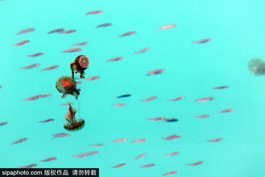 美麗的“藍色災害”！西班牙馬拉加海灘出現(xiàn)新水母