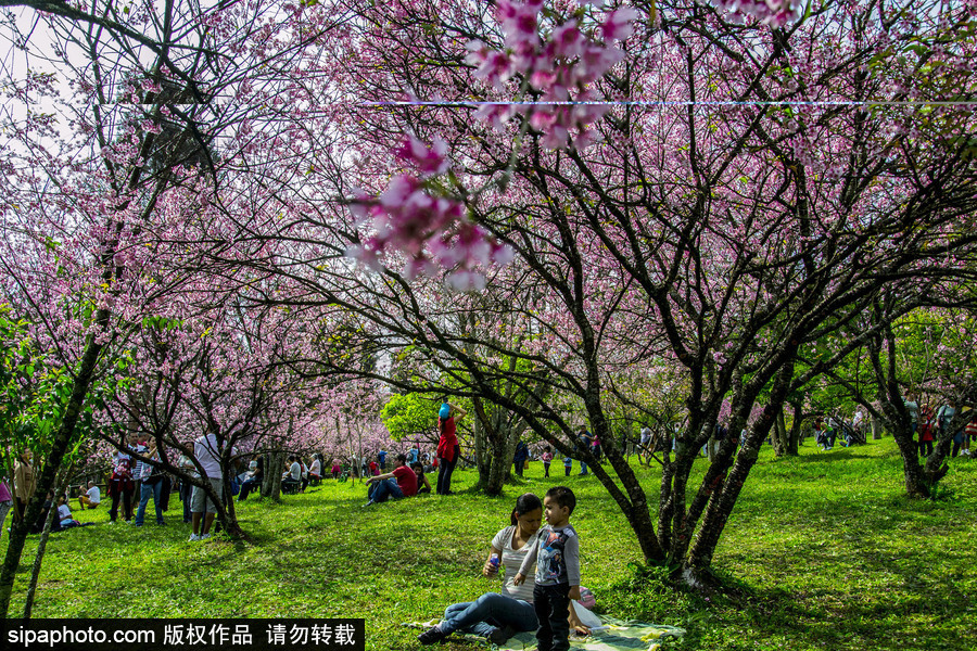 南半球的櫻花季終于到啦！巴西圣保羅櫻花盛開(kāi)吸引大批游客觀(guān)賞