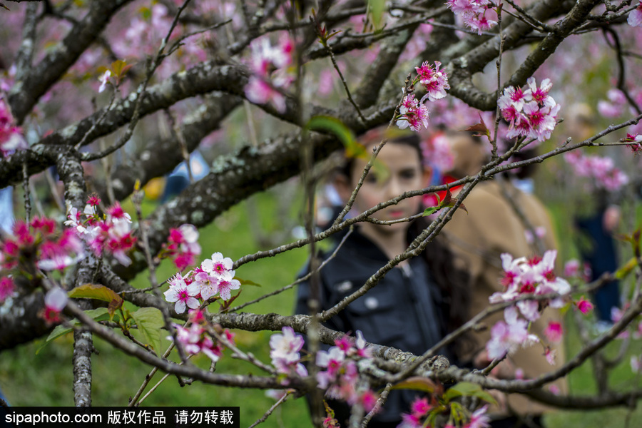 南半球的櫻花季終于到啦！巴西圣保羅櫻花盛開吸引大批游客觀賞
