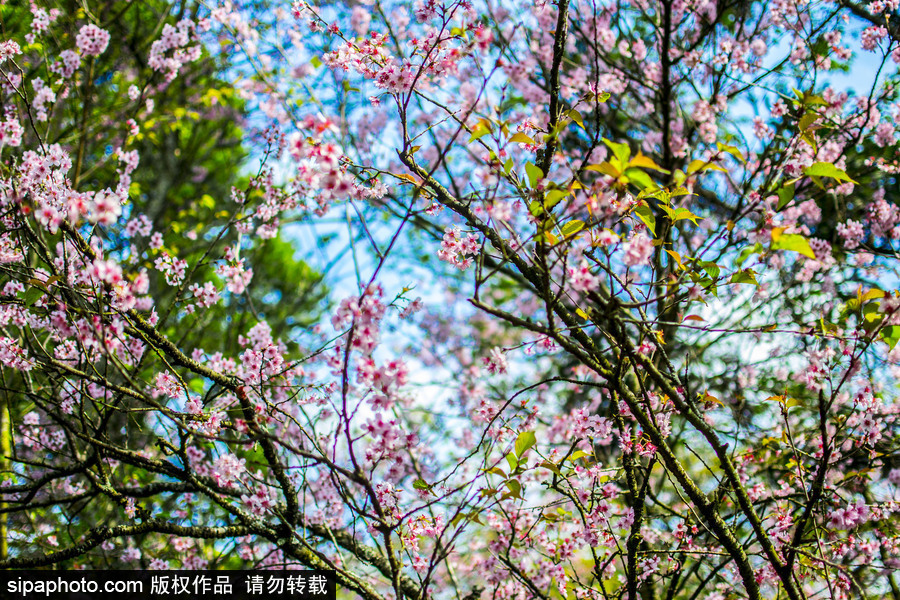 南半球的櫻花季終于到啦！巴西圣保羅櫻花盛開(kāi)吸引大批游客觀賞