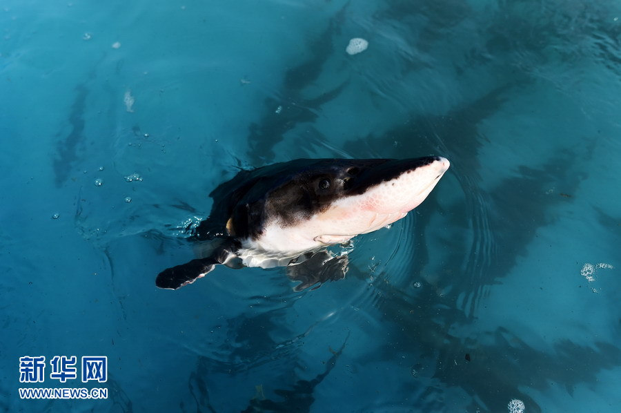 萌翻了！長(zhǎng)江沿線的珍稀動(dòng)物你知道幾個(gè)？