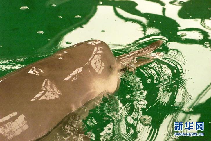 萌翻了！長江沿線的珍稀動物你知道幾個？