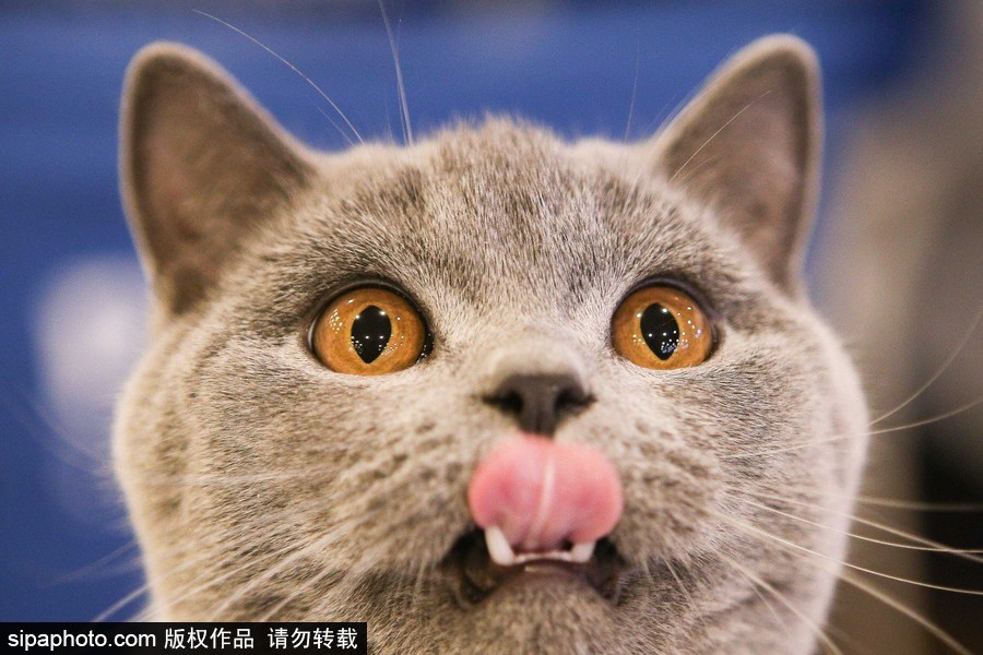 巴西圣保羅：貓咪比美大賽開始啦！各式貓咪軟萌亮相