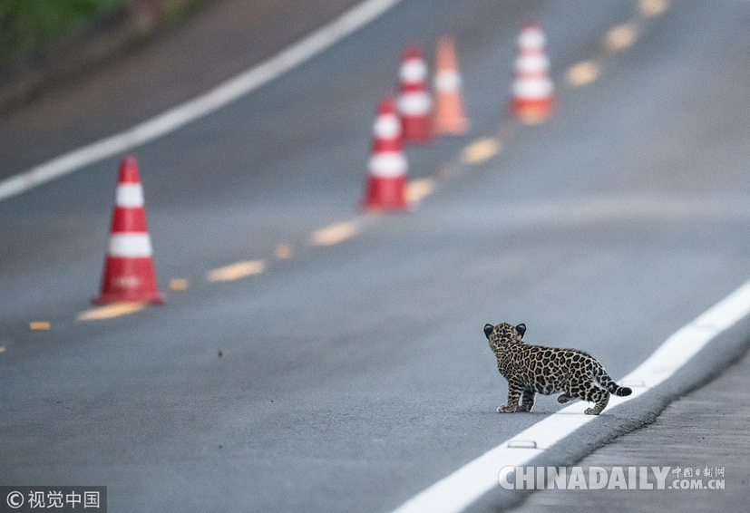 巴西:美洲豹一家過馬路被抓拍 當地僅余200頭