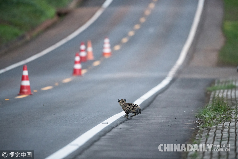 巴西：美洲豹一家過馬路被抓拍 當地僅余200頭