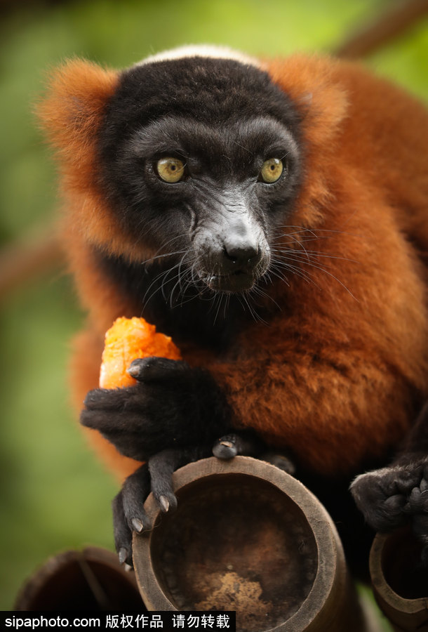 比利時布魯塞爾：爭萌逗趣狀況頻出！珍稀動物生態百相