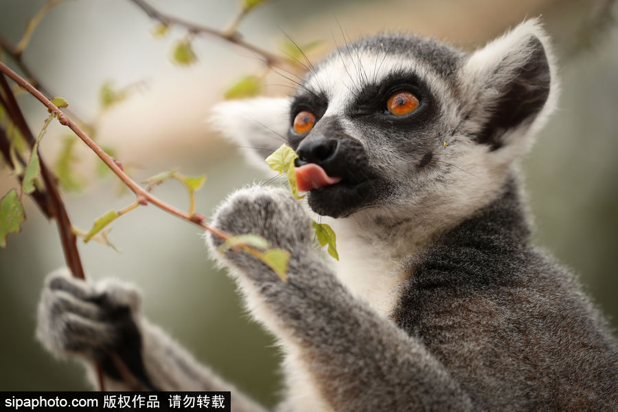 比利時布魯塞爾：爭萌逗趣狀況頻出！珍稀動物生態百相