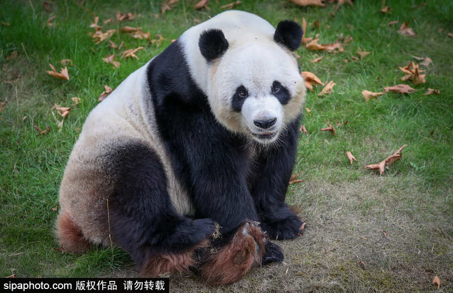 比利時(shí)布魯塞爾：爭(zhēng)萌逗趣狀況頻出！珍稀動(dòng)物生態(tài)百相