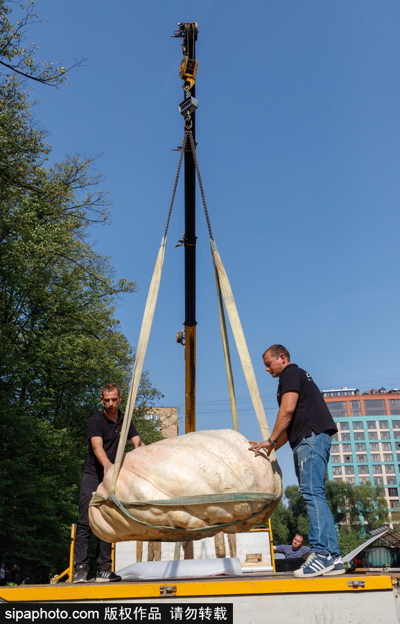 俄羅斯最大的南瓜亮相莫斯科國(guó)立大學(xué)植物園 重達(dá)645.5公斤