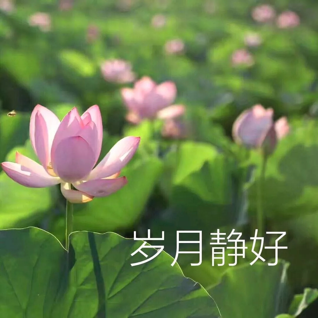 如果當初換個頭像,我可能早脫單了!據說用小動物做頭像的,缺乏安全感