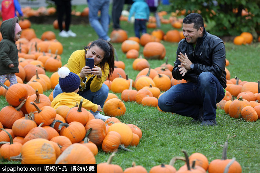 加拿大安大略省：男女老少齊出動！數百人參加南瓜節慶祝活動