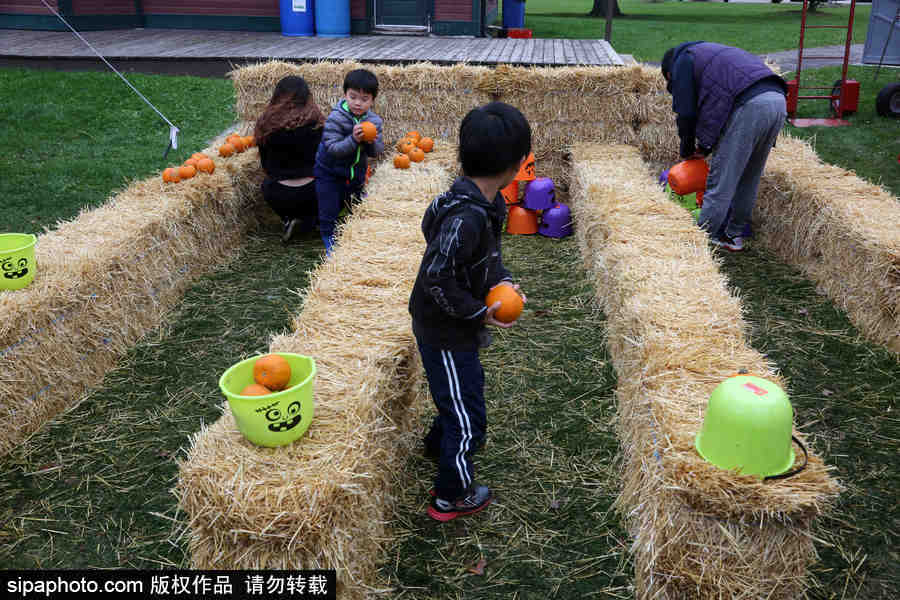 加拿大安大略省：男女老少齊出動！數百人參加南瓜節慶祝活動