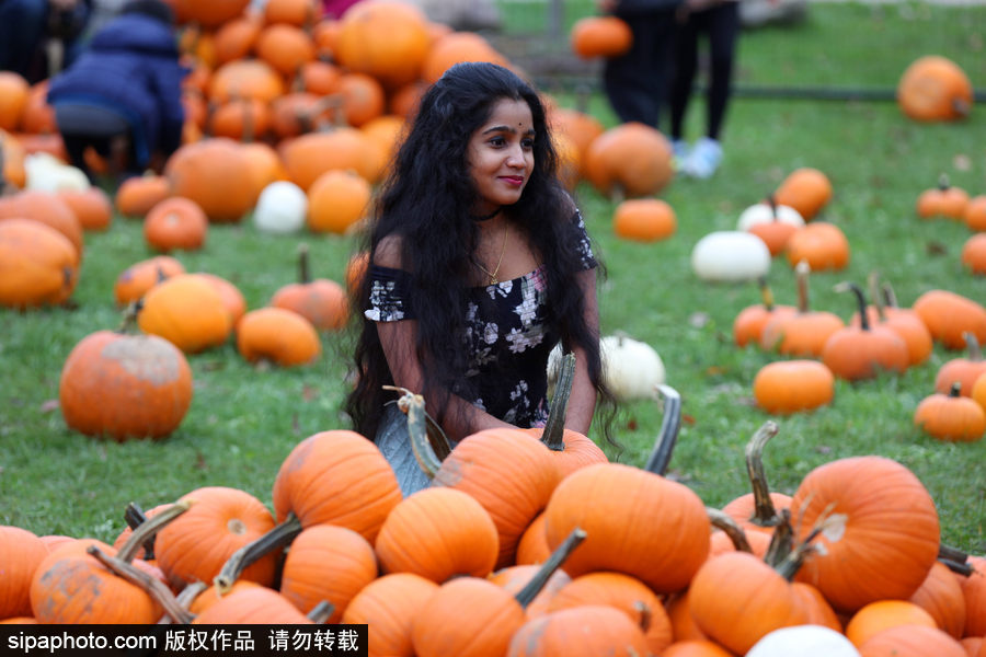 加拿大安大略省：男女老少齊出動(dòng)！數(shù)百人參加南瓜節(jié)慶祝活動(dòng)