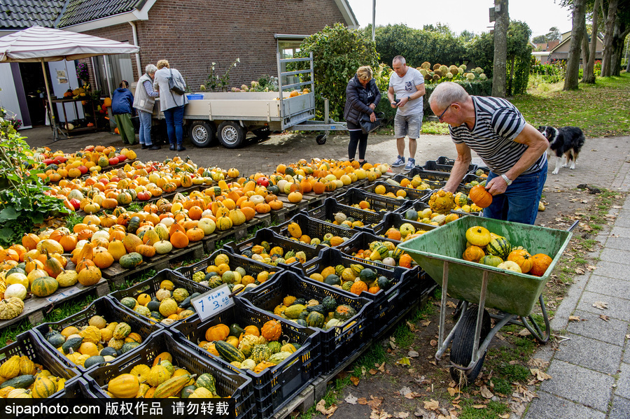 荷蘭海爾許霍瓦德：秋天是南瓜的季節(jié)！市場(chǎng)各色南瓜讓人眼花繚亂