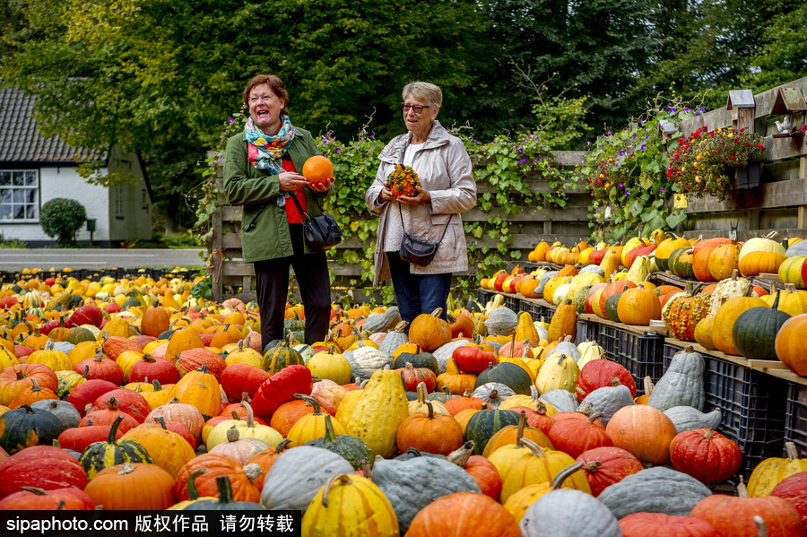 荷蘭海爾許霍瓦德：秋天是南瓜的季節！市場各色南瓜讓人眼花繚亂