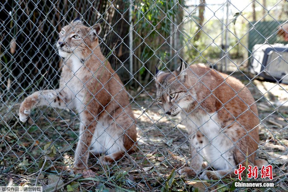 颶風“邁克爾”摧毀美國動物保護中心 “大貓”們險出逃