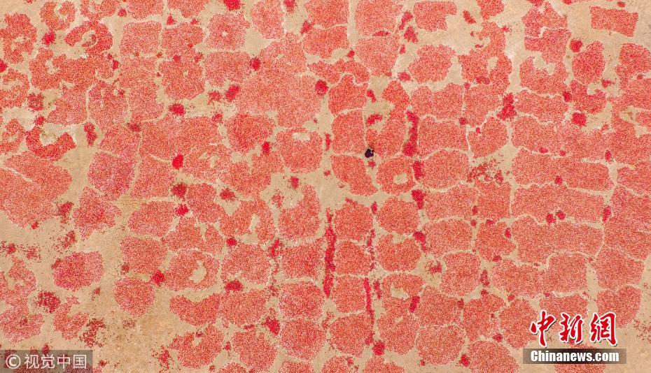 航拍戈壁灘上辣椒晾曬場 場面壯觀