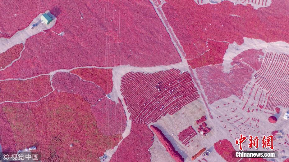 航拍戈壁灘上辣椒晾曬場(chǎng) 場(chǎng)面壯觀