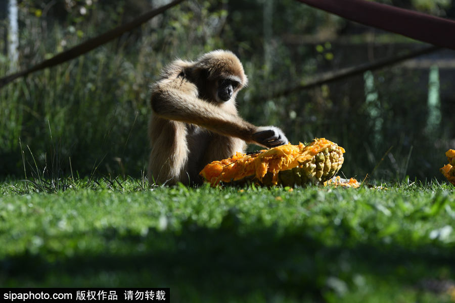 西班牙：馬德里動物園為萬圣節(jié)做準備 婆羅洲猩猩寶寶享用南瓜早餐調皮可愛