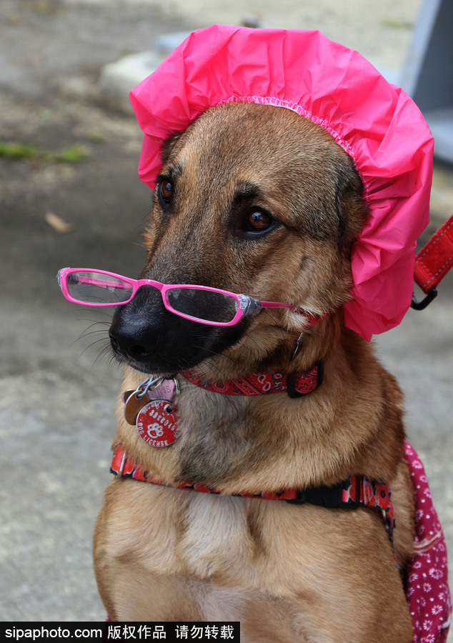 美國紐約：狗狗變身coser！第28屆湯普金斯廣場萬圣節狗狗游行萌翻全場