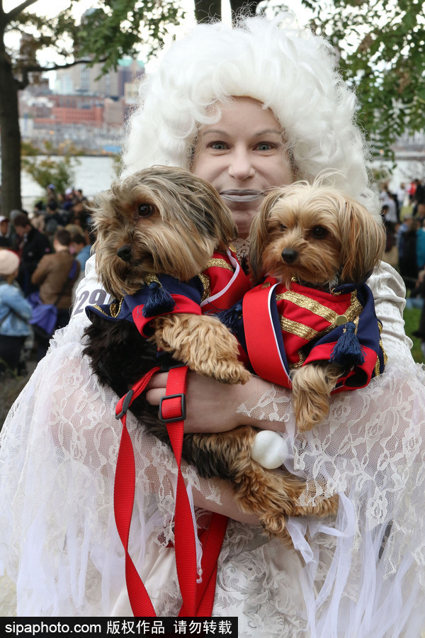 美國(guó)紐約：狗狗變身coser！第28屆湯普金斯廣場(chǎng)萬圣節(jié)狗狗游行萌翻全場(chǎng)