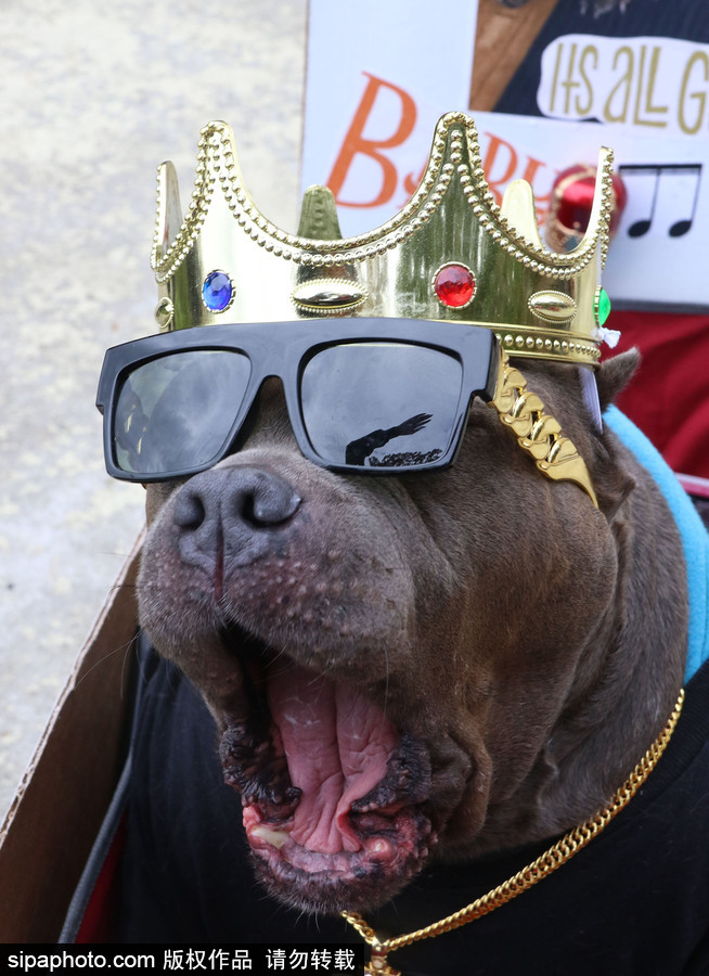 美國紐約：狗狗變身coser！第28屆湯普金斯廣場萬圣節狗狗游行萌翻全場