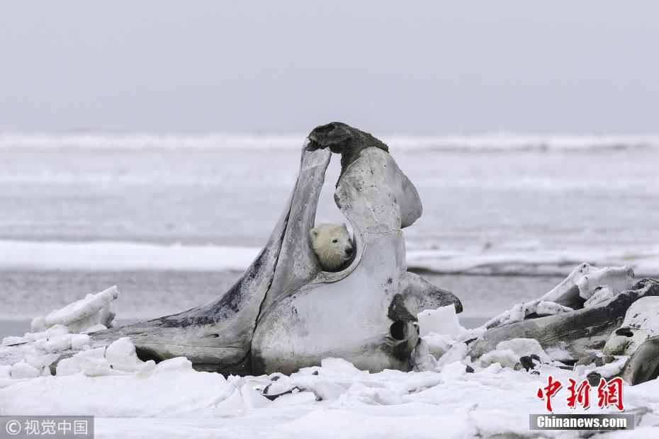 北極熊媽媽帶幼崽覓食 熊寶寶抱“大骨棒”擺拍