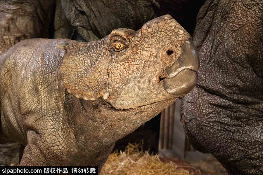 西班牙：身臨其境！《侏羅紀(jì)世界：墮落的王國(guó)》展覽在馬德里舉行